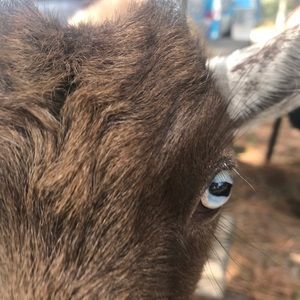 Meet your Posher, Anne